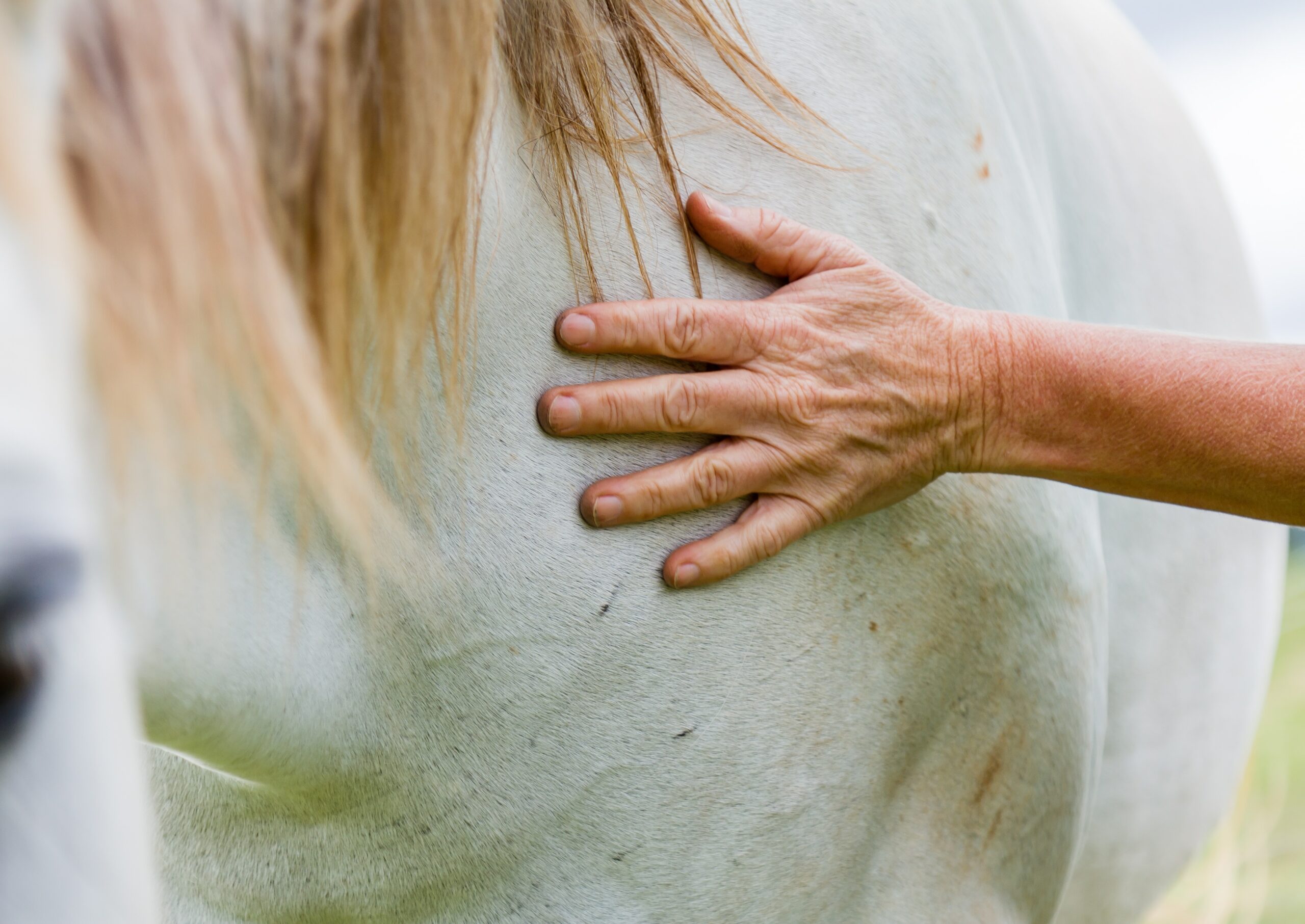 Vidéo tuto – Techniques de massage de votre cheval par Camille