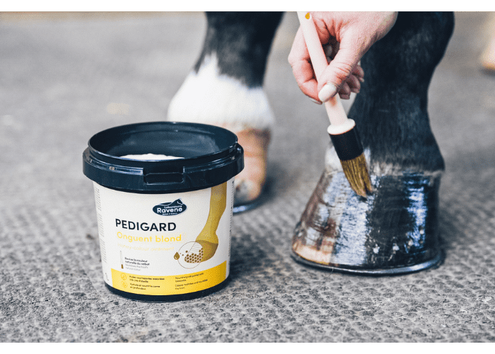 PEDIGARD HONEY COLOUR OINTMENT
