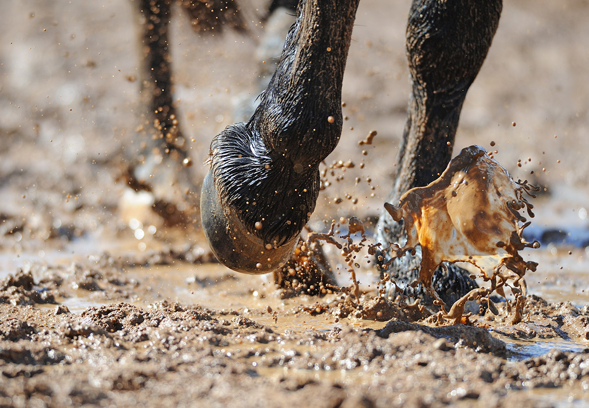 L’état des sols, source d’agressions extérieures pour les sabots de votre cheval