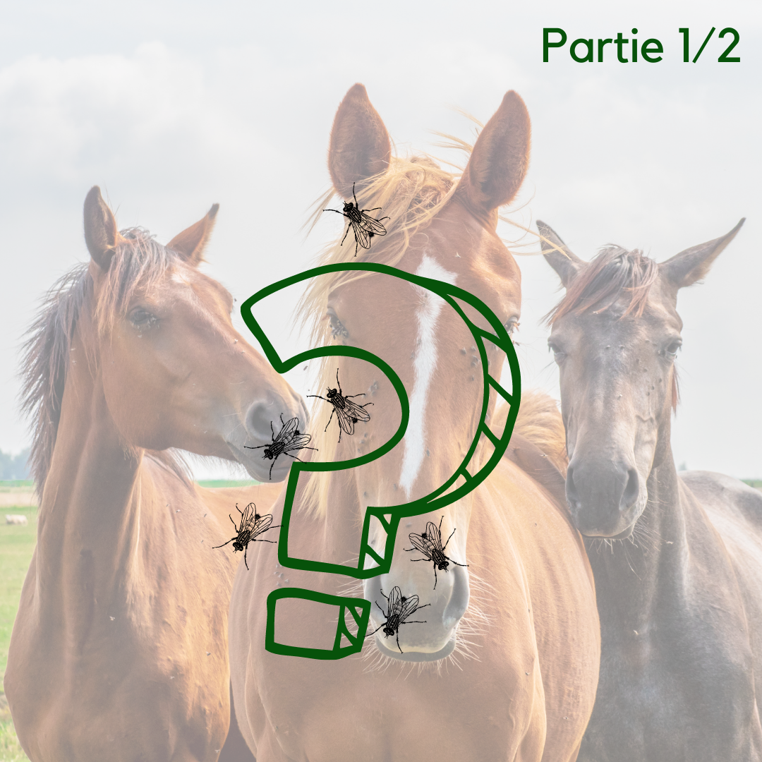 Comment définir un protocole anti-insectes sur mesure pour mon cheval ? – Partie 1/2