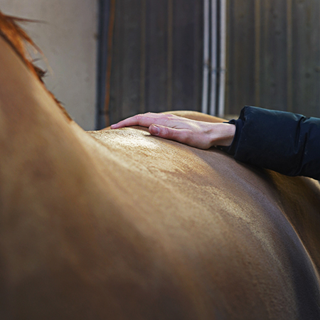 Activité et suivi : comment adapter le suivi du cheval en fonction de son activité ?