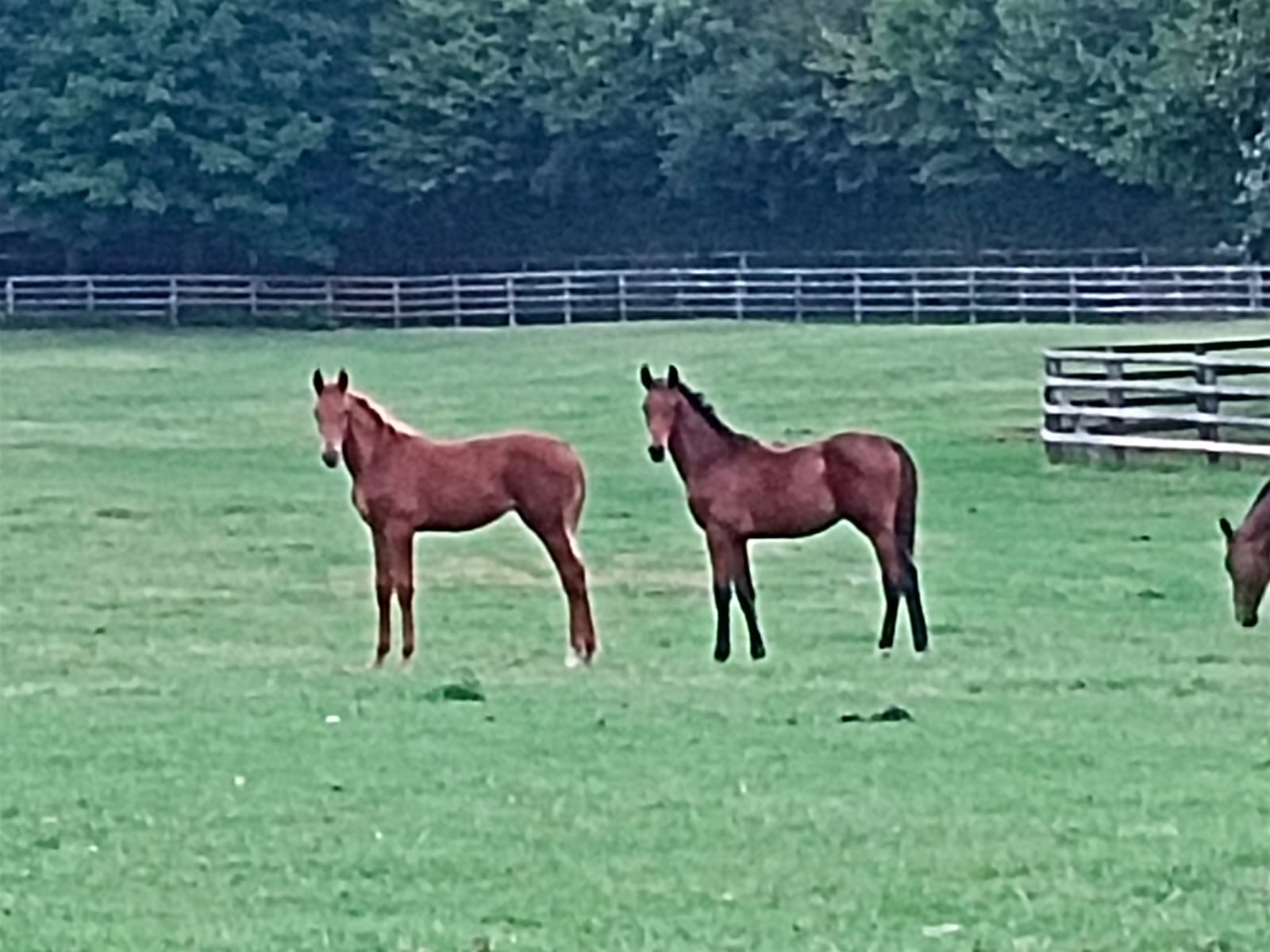 Le parcours d'un cheval né au Haras de Clarbec - Ravene