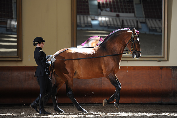 La réforme des chevaux du Cadre Noir de Saumur