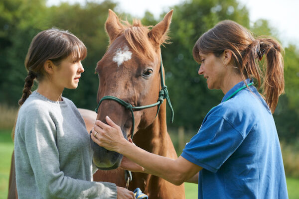 La douleur chez le cheval : les signes qui doivent alerter