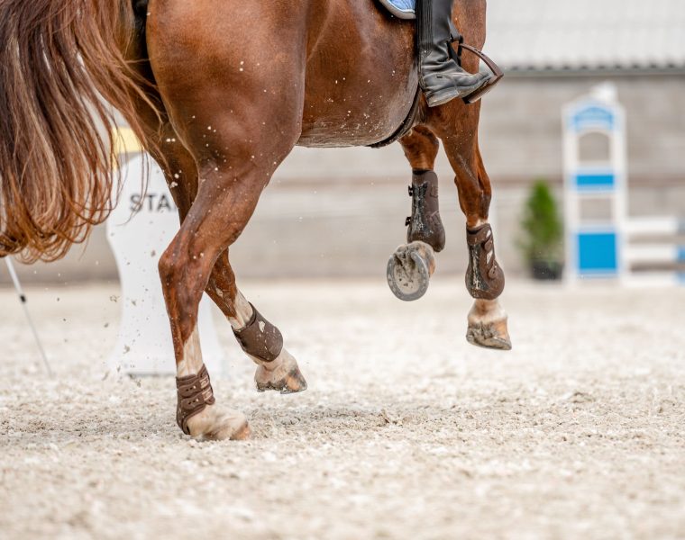 jambes d’un cheval au galop