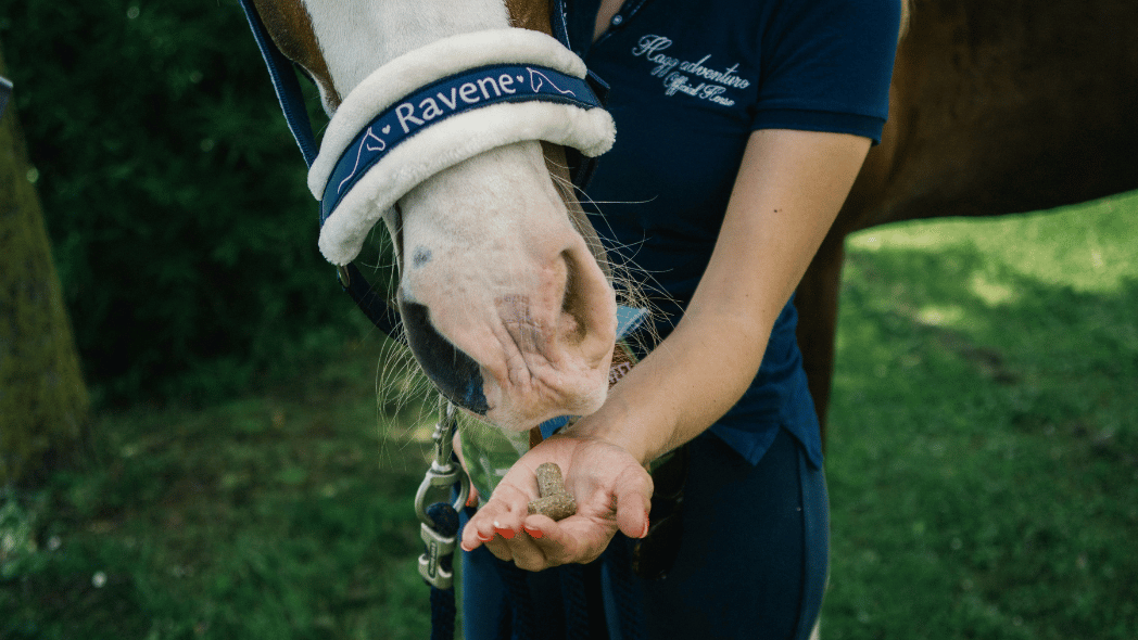 Les gestes du quotidien pour prendre soin de mon cheval