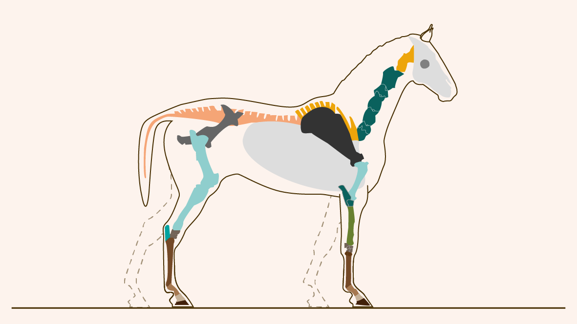 Les articulations du cheval