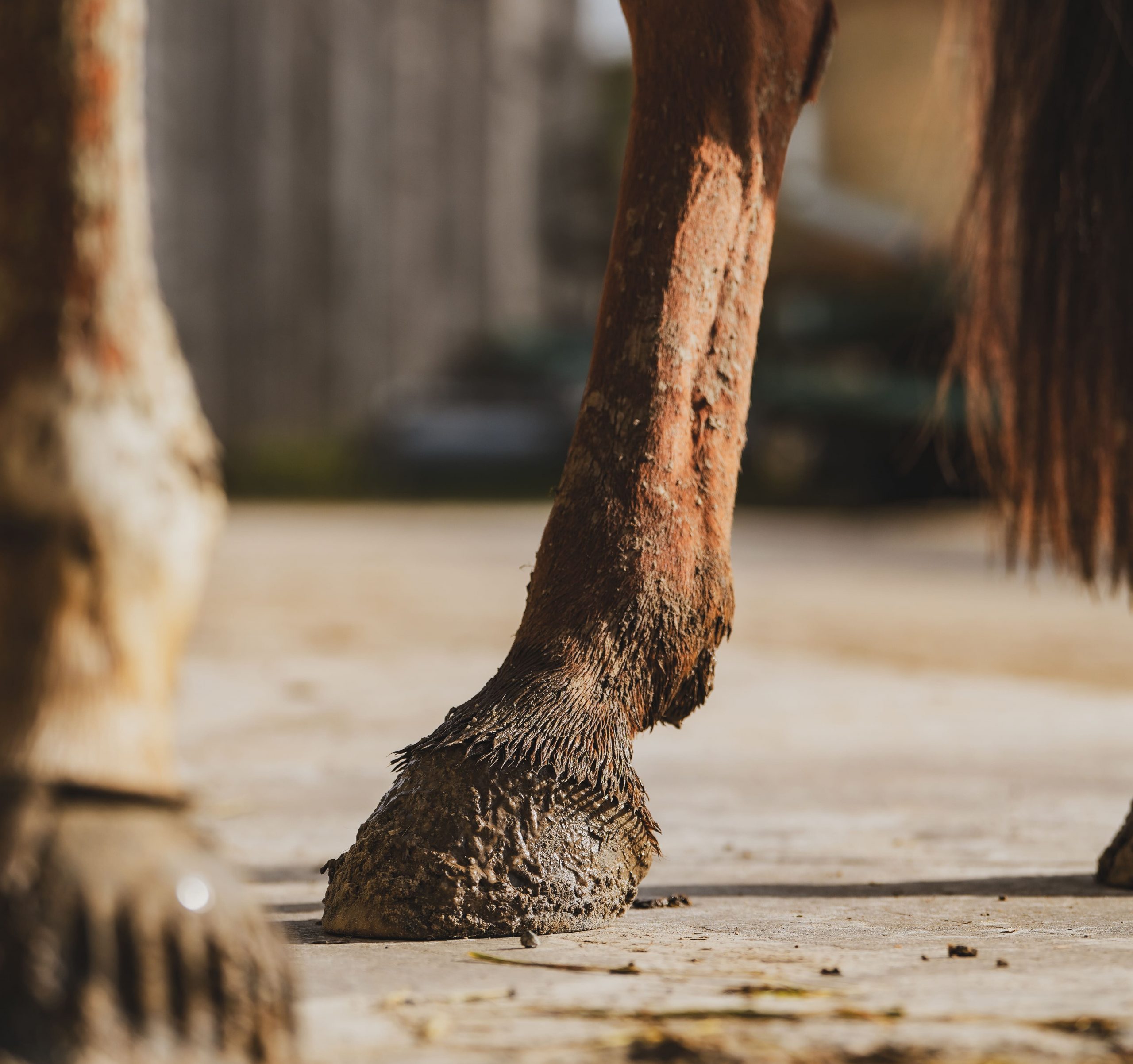 L’engorgement chez le cheval
