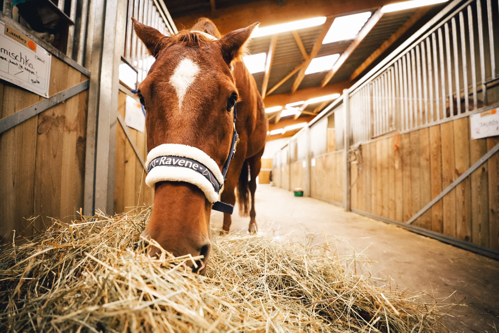 Les ulcères gastriques chez le cheval