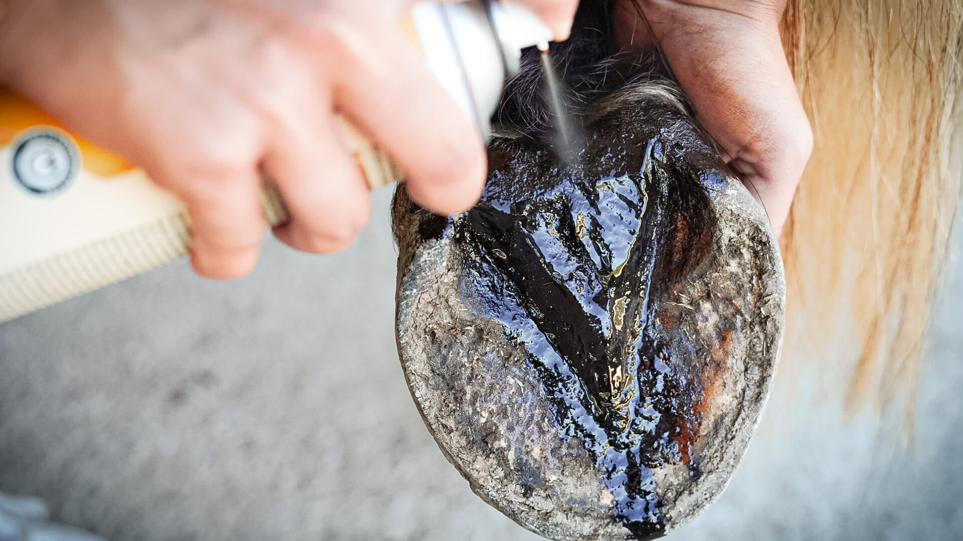 Tout savoir pour bien utiliser l’huile de cade sur son cheval