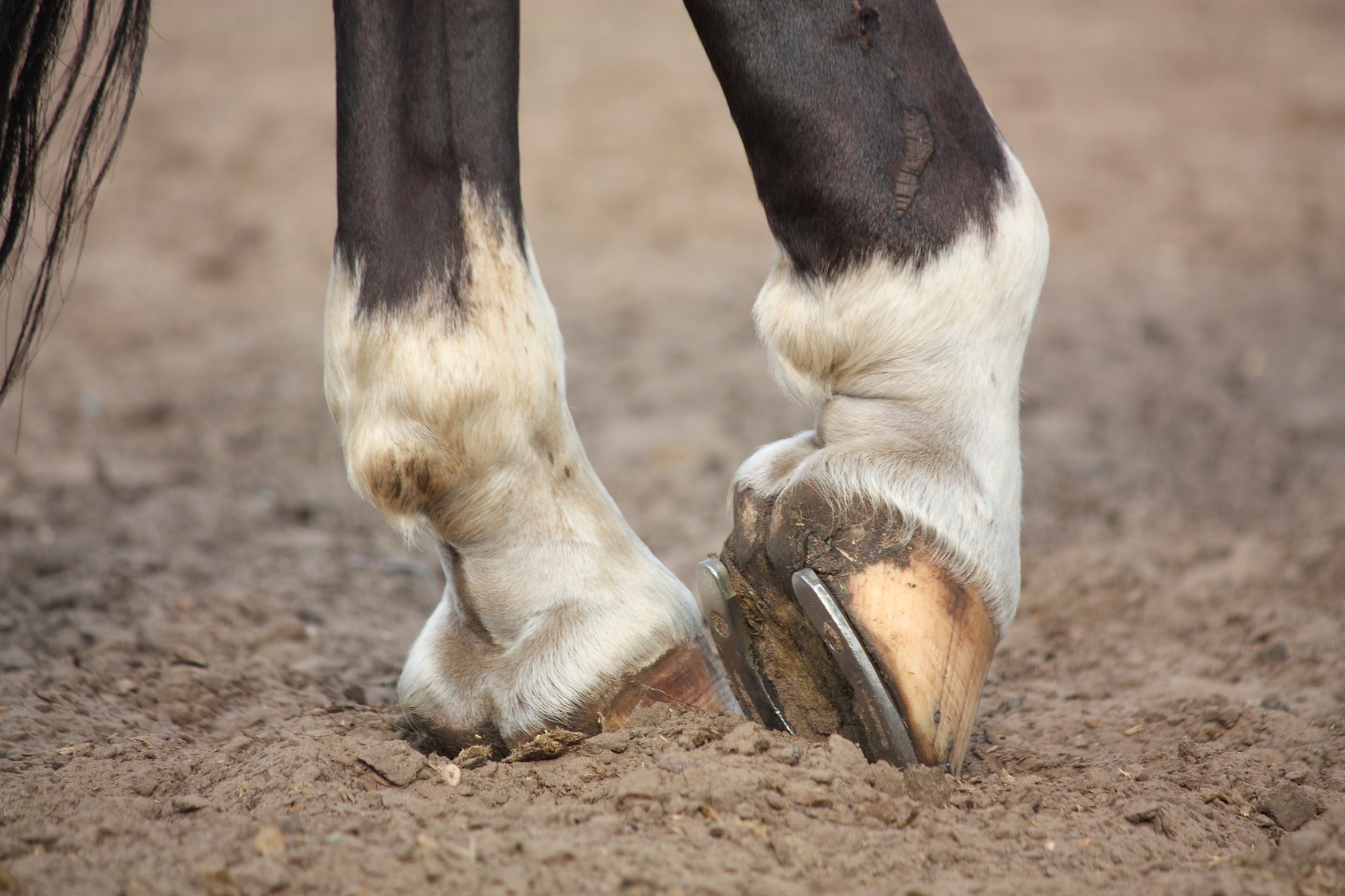 Pieds Nus ou Pieds Ferrés : Comment choisir ?