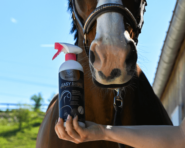 EASY SHINE EDITION LIMITEE 20 ANS