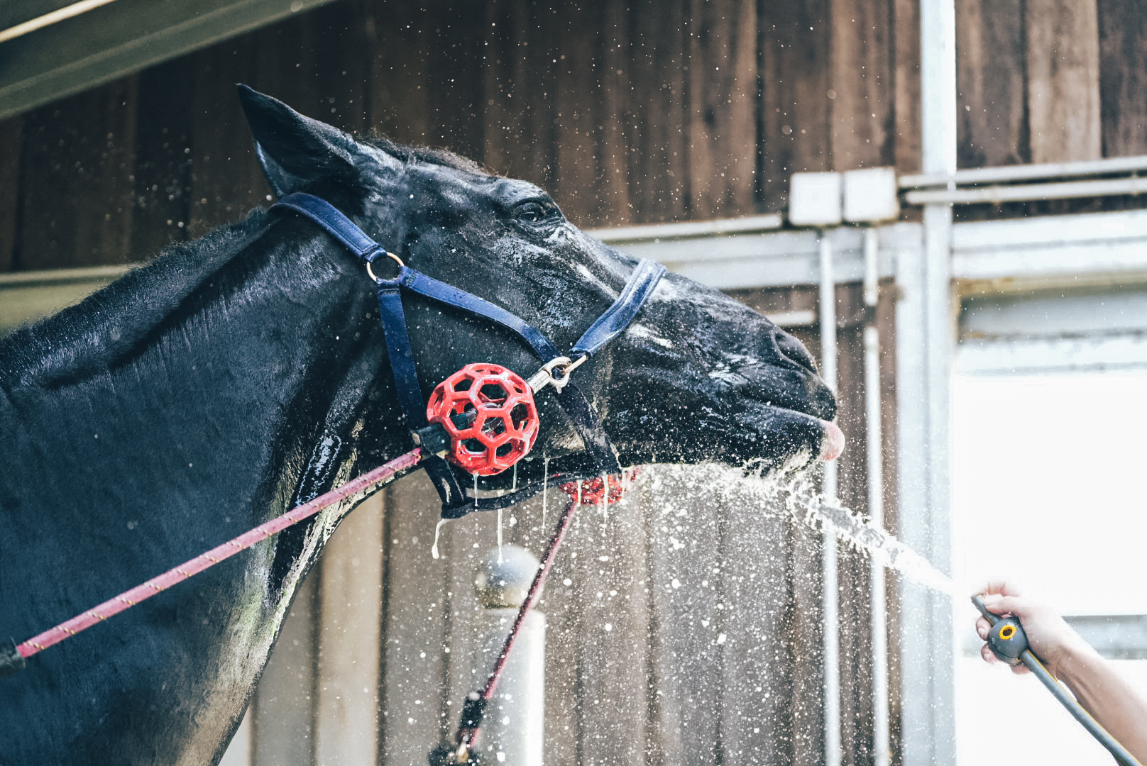 LA GESTION DU CHEVAL EN<br>PERIODE DE CANICULE